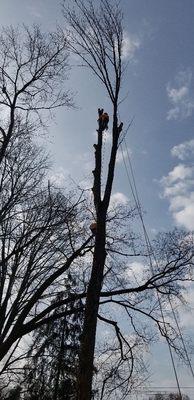 Tree service