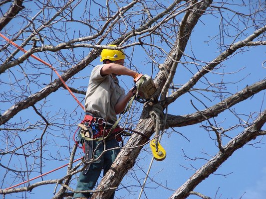 Bronx Tree Pro-Tree Removal, Cutting & Trimming Service