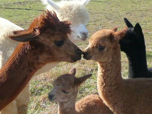 We sell breeding alpacas as well as pet alpacas. Let us introduce you to the wonderful world of alpacas!