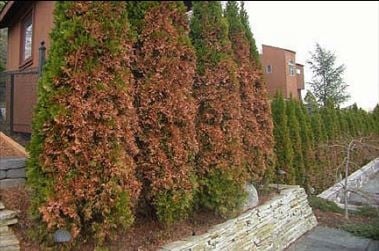 Reverse the effects of winter damage on your shrubs