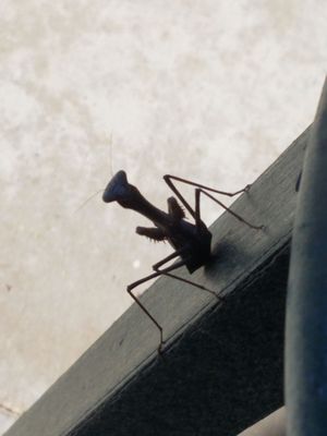 Found this Praying Mantis outside my Dad's room.  He is gray...I wonder if he's Army or Marine?