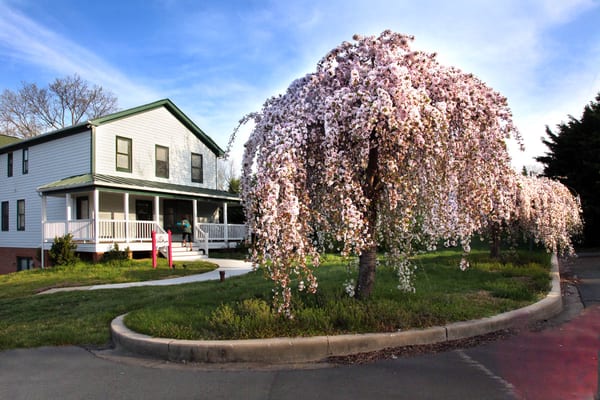 Spring in bloom both inside and out at One Aum Yoga Studio.