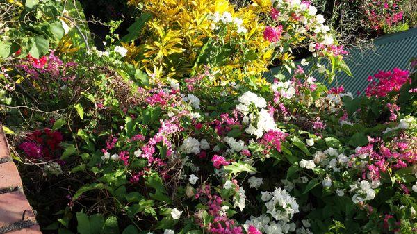 Bougainvillea