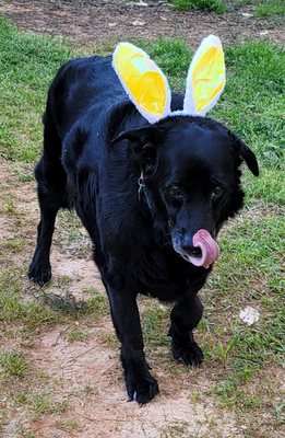 A pet sitting client playing Easter Bunny!!