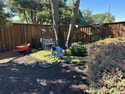 Sod being installed in the backyard.