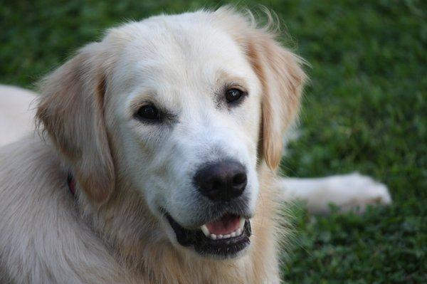 Sam is my 6 yr  surrendered golden.He received his CGC and is nowa  therapy dog that works with special need kids