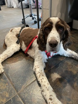 cocoa their English springer!