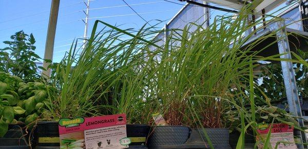 Lemon grass plants in July