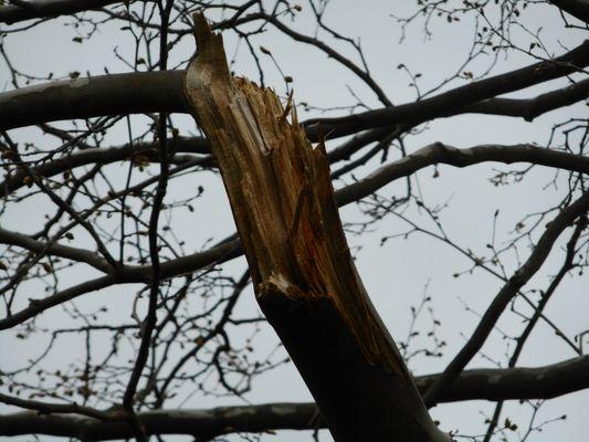 Damage Yardstick Preservation Tree Company did to my Sycamore tree with their crane.