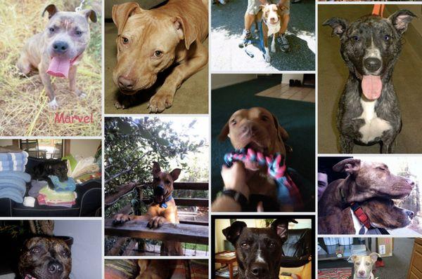 Just a few of the thousands of dogs saved and helped over the years at Reunion Rescue