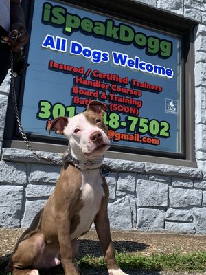 Basic Obedience graduate