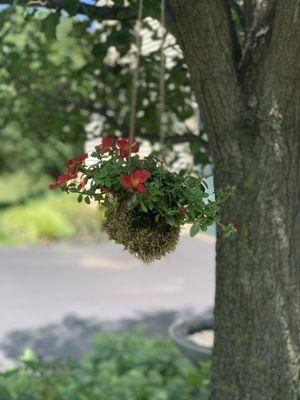 My new Kokedama planter!