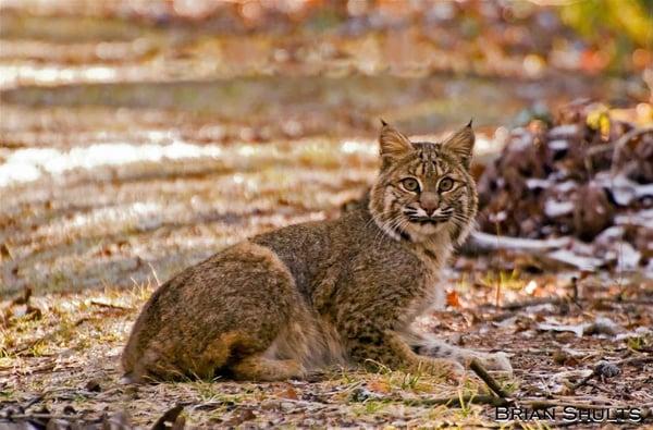 Great Smoky Mountains Association