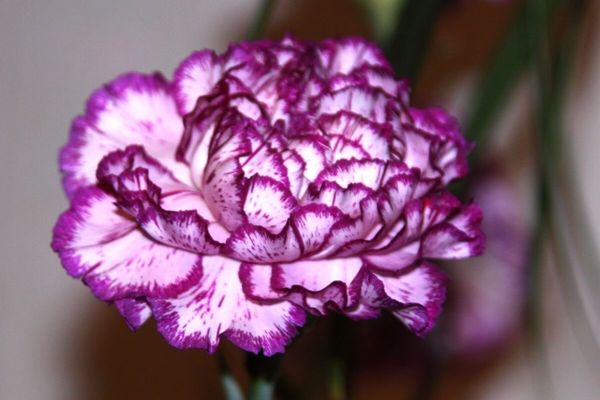 One of the color carnations I ordered. (stock photo)