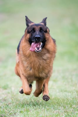 V Canon vom Heralmaborg IPO2, KKL 1a, our European Import Stud, More Photo go to  http://ottogsd.com/gallery_photo/german-shepherd-photos