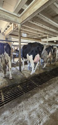 A cow being milked