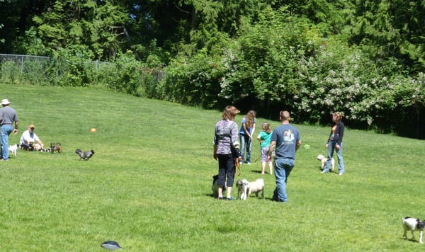 The dog park is hoppin!