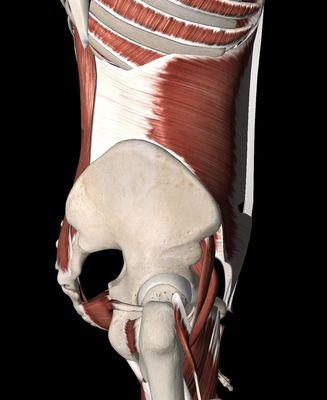 Side of the torso impacts pelvic floor