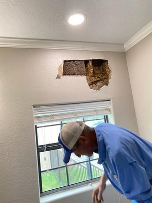 Formosan termite carton inside wall showing damaged wood.