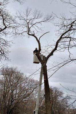 Hymbaugh's Tree Service