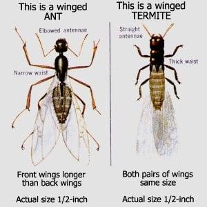 Flying Ants and Termites look very similar.  This picture will help you identify insect is invading your home.