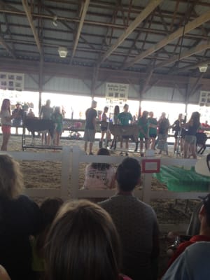 Goat Milking Contest