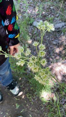 Lots of beautiful native plants to ID - Woolly white