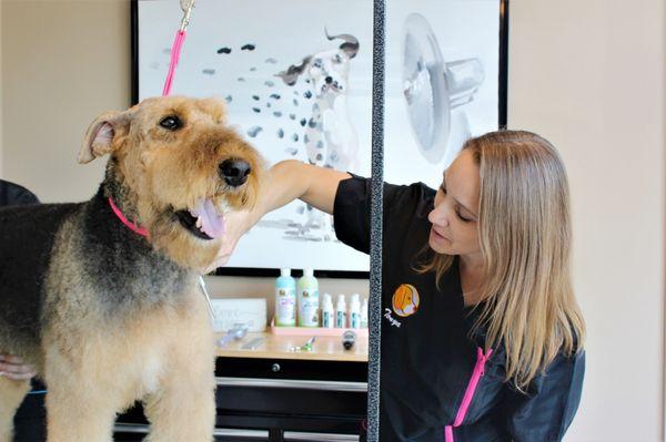 Ryder always loves getting his Airedale haircut at Healthy Hound Grooming!