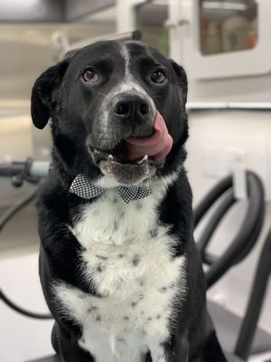 Lab Mix - Ollie