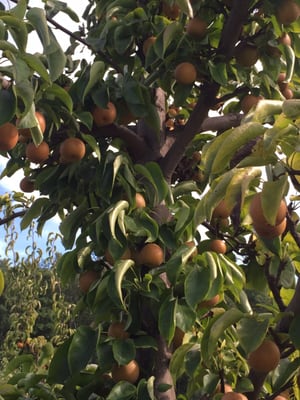 Asian pears. Small but so juicy and sweet.