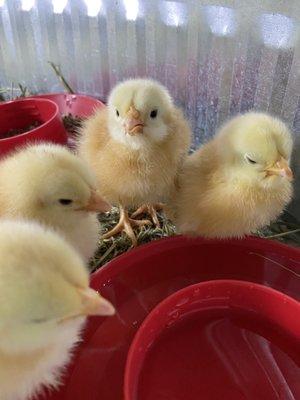 Spring Chicks