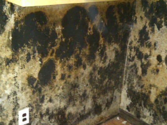 Mold remediation in Montgomery County MD. Basement had some water damage that sat there for over a month...