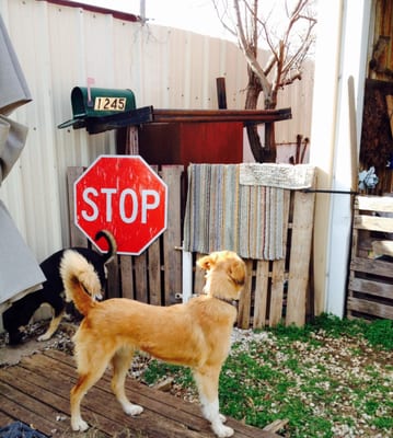 Daisy May, Yellow Lab and Blue Heeler Mix 18 mos old