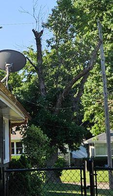 Young's Tree Service