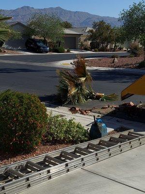 Top of the palm tree ready for the wood chipper