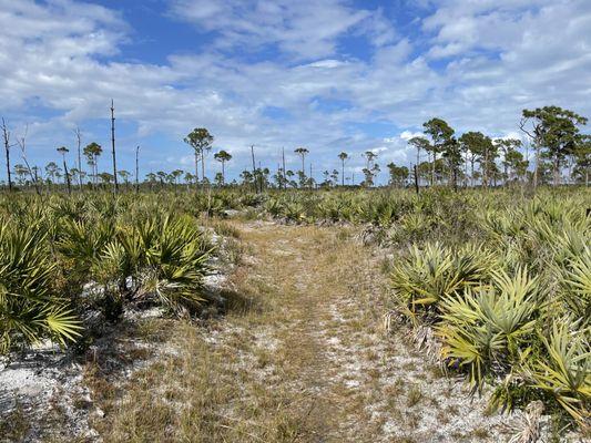 Indrio Savannahs Preserve