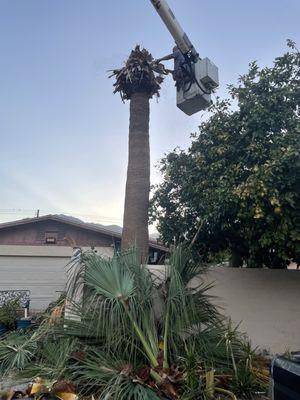 Palm tree removal safety always first!