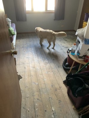 Guest bedroom with carpet gone