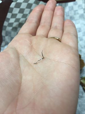 Piece of metal I discovered as I bit into the second half of my sandwich.