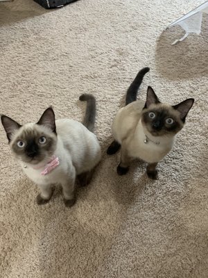 My kittens Coco (Coconut) and Momo (Mocha)