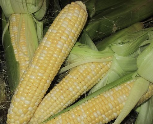 Whether you call it spring corn, sweet corn, bread and butter or salt and pepper, it's delicious.