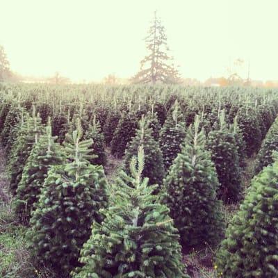 This beautiful picture was taken at sunset on one of our Christmas tree farms in Stayton, Oregon