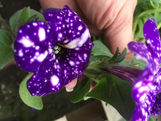 Night Sky Petunia!