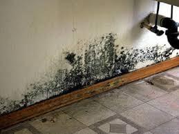 Black Mold