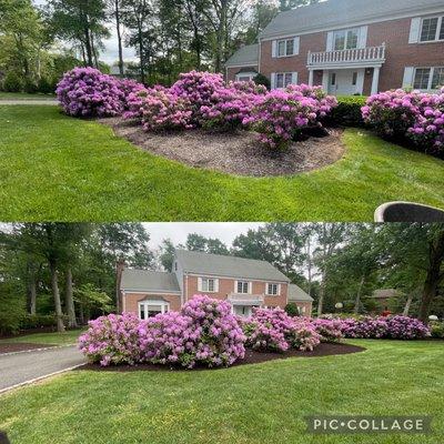 Before and after , spring cleanup and mulch installation