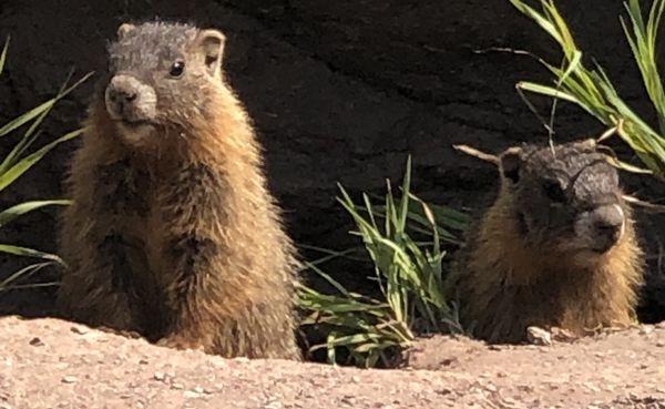 Couple of furry friends on the Vail Pass to Vail ride