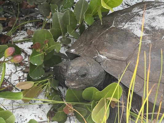 Gopher tortoise