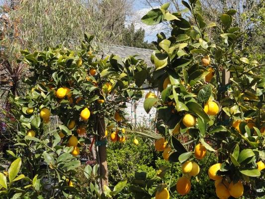 Trees Of The Napa Valley