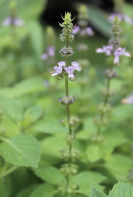 Tulsi!  Helps the body heal from stress!