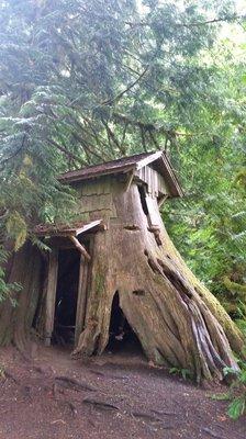 Stump House